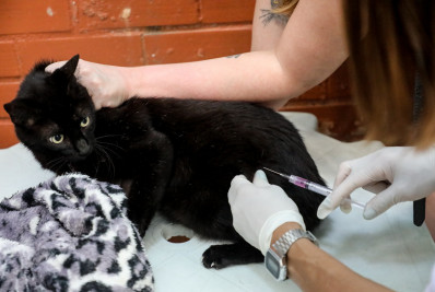 Terceira etapa da vacinação antirrábica acontece neste sábado