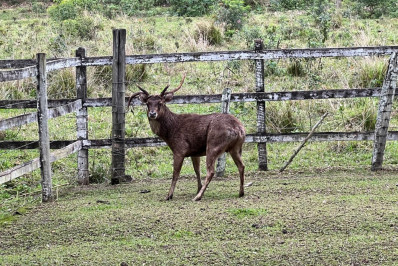 Guarda Ambiental de Saquarema realiza resgate de cervo não nativo