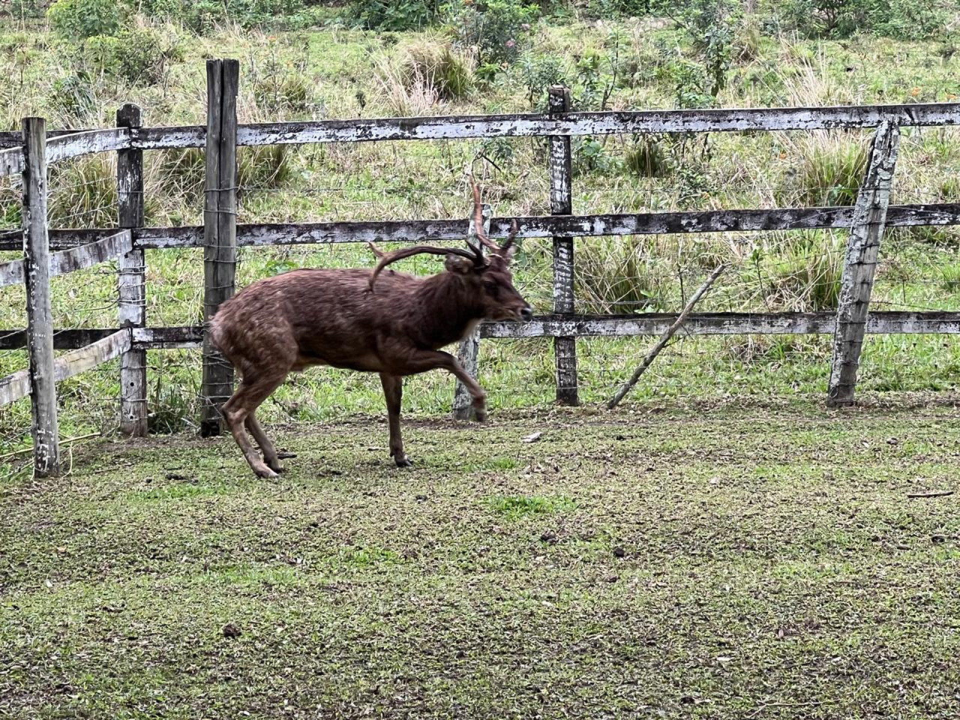 Guarda Ambiental de Saquarema realizou resgate de cervo não nativo nesta sexta-feira (15) - Divulgação/Guarda Ambiental de Saquarema