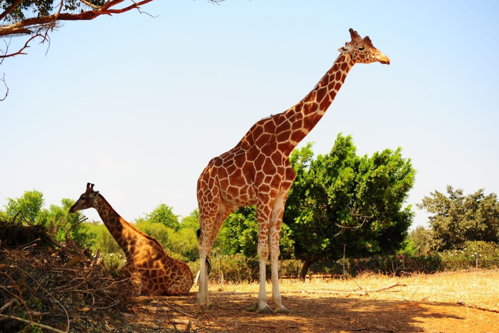 Comportamentos curiosos das girafas chamam a aten&ccedil;&atilde;o de in&uacute;meras pessoas ao redor do mundo (Imagem: hermitis | Shutterstock)