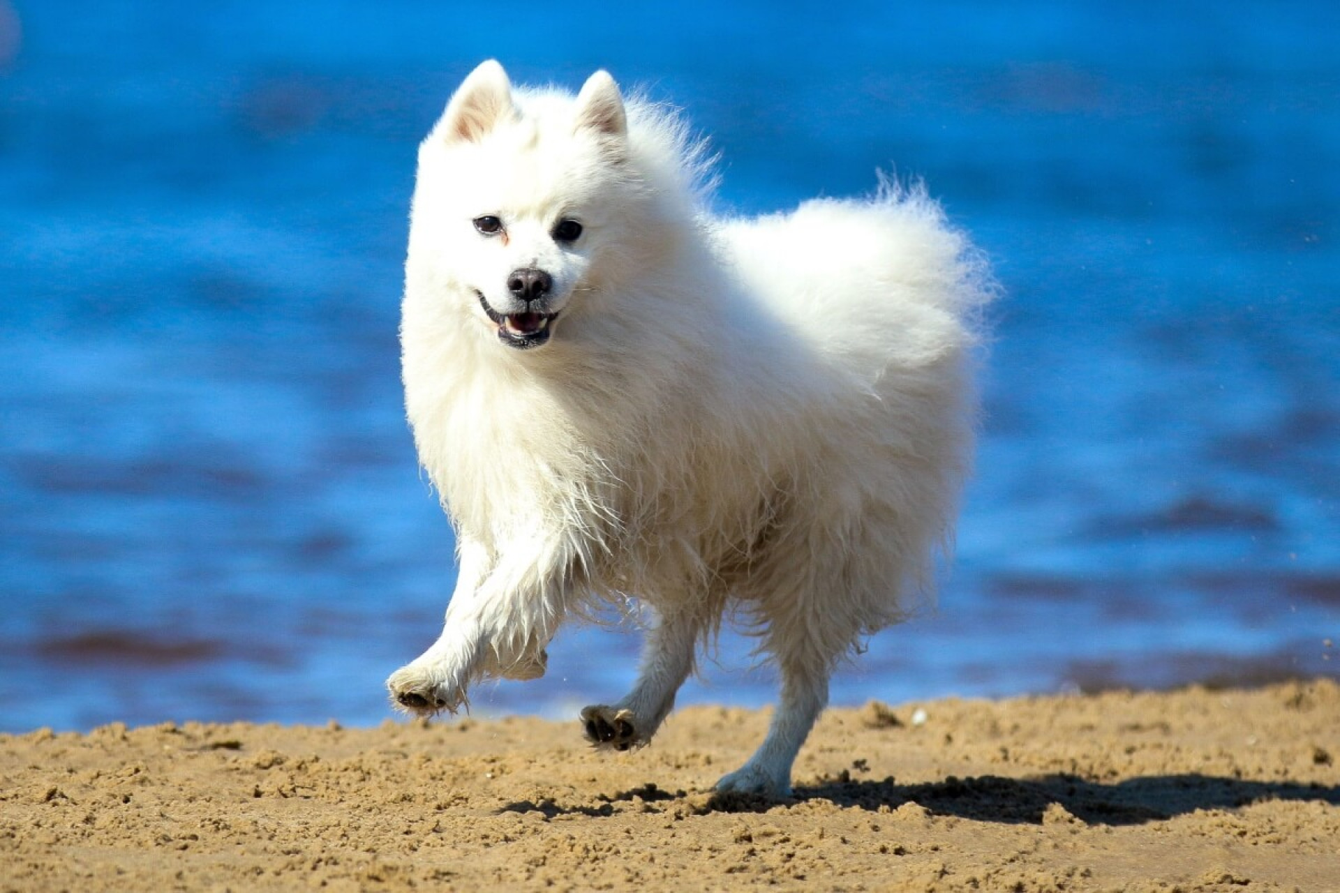 O spitz japon&ecirc;s &eacute; um cachorro alegre, afetuoso, atento e dotado de grande intelig&ecirc;ncia (Imagem: Lisjatina | Shutterstock)