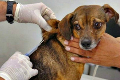 Saúde em Macaé intensifica campanha de vacinação antirrábica