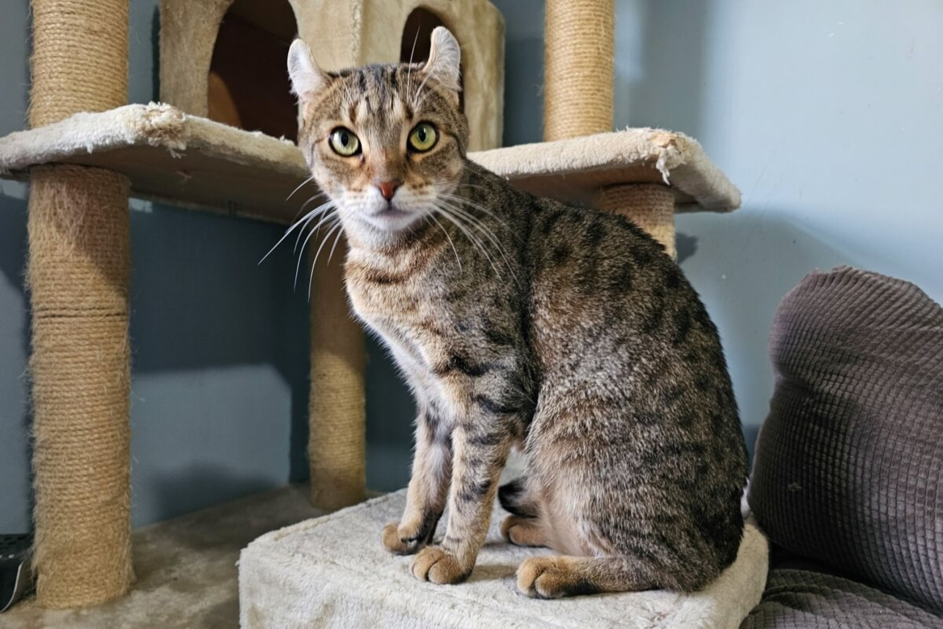 A ra&ccedil;a highlander &eacute; relativamente recente e foi desenvolvida em 2004 (Imagem: Chap&eacute;u Patrick | Shutterstock)