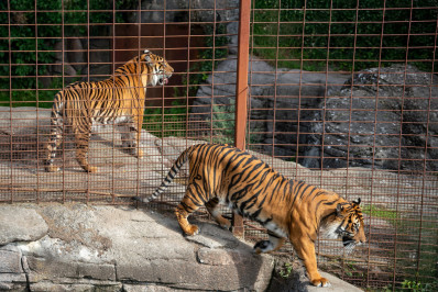 Zoológico gera polêmica ao pedir doação de pets para alimentar predadores na Dinamarca