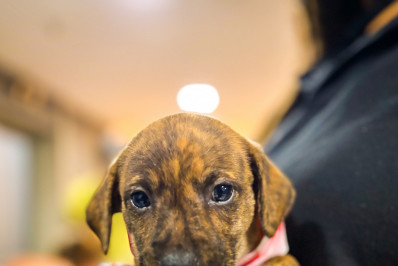 Itaipu recebe Feira de Adoção Pet em parceria com o Grupo Adotar é o Bicho