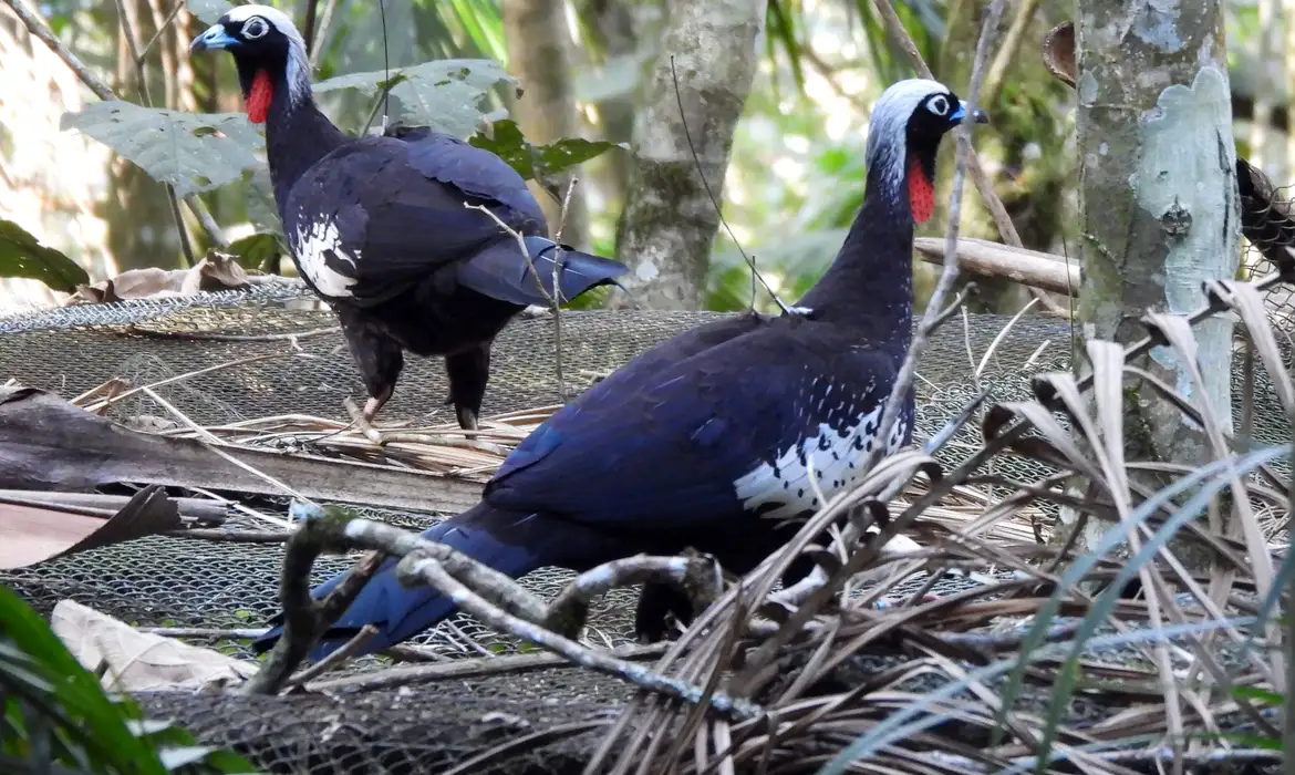 Em risco de extinção, jacutingas são devolvidas à natureza em SP