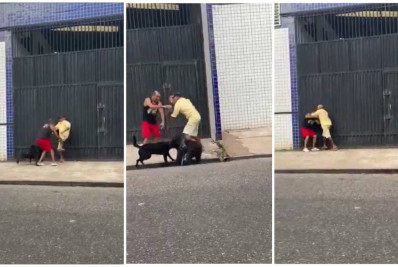 Vídeo: Cães e donos brigam ao mesmo tempo durante passeio em Belém
