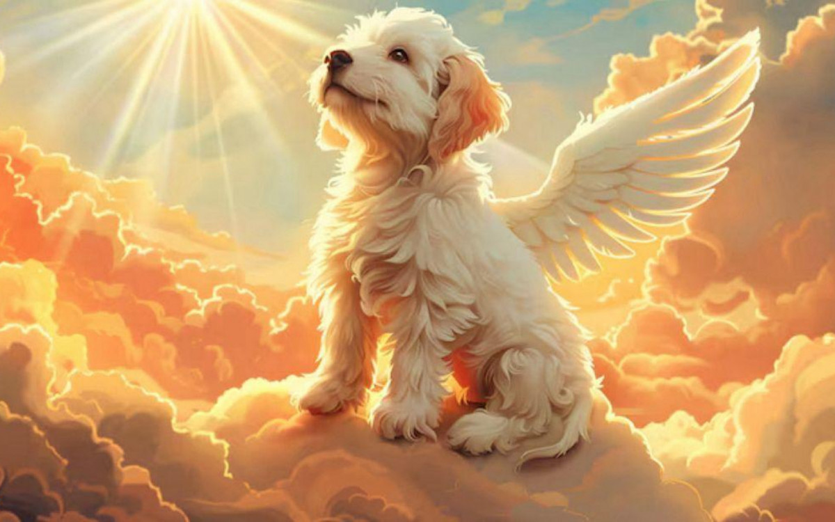 Dimensão espiritual dos maus-tratos aos bichanos é pouco debatida