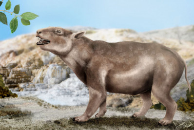 Nova espécie de mamífero fóssil é identificada em Itaboraí; veja fotos