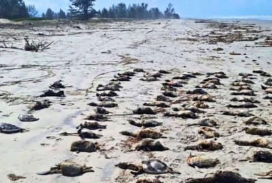 Mais de 350 pinguins são encontrados mortos em menos de 5 dias no litoral de SP