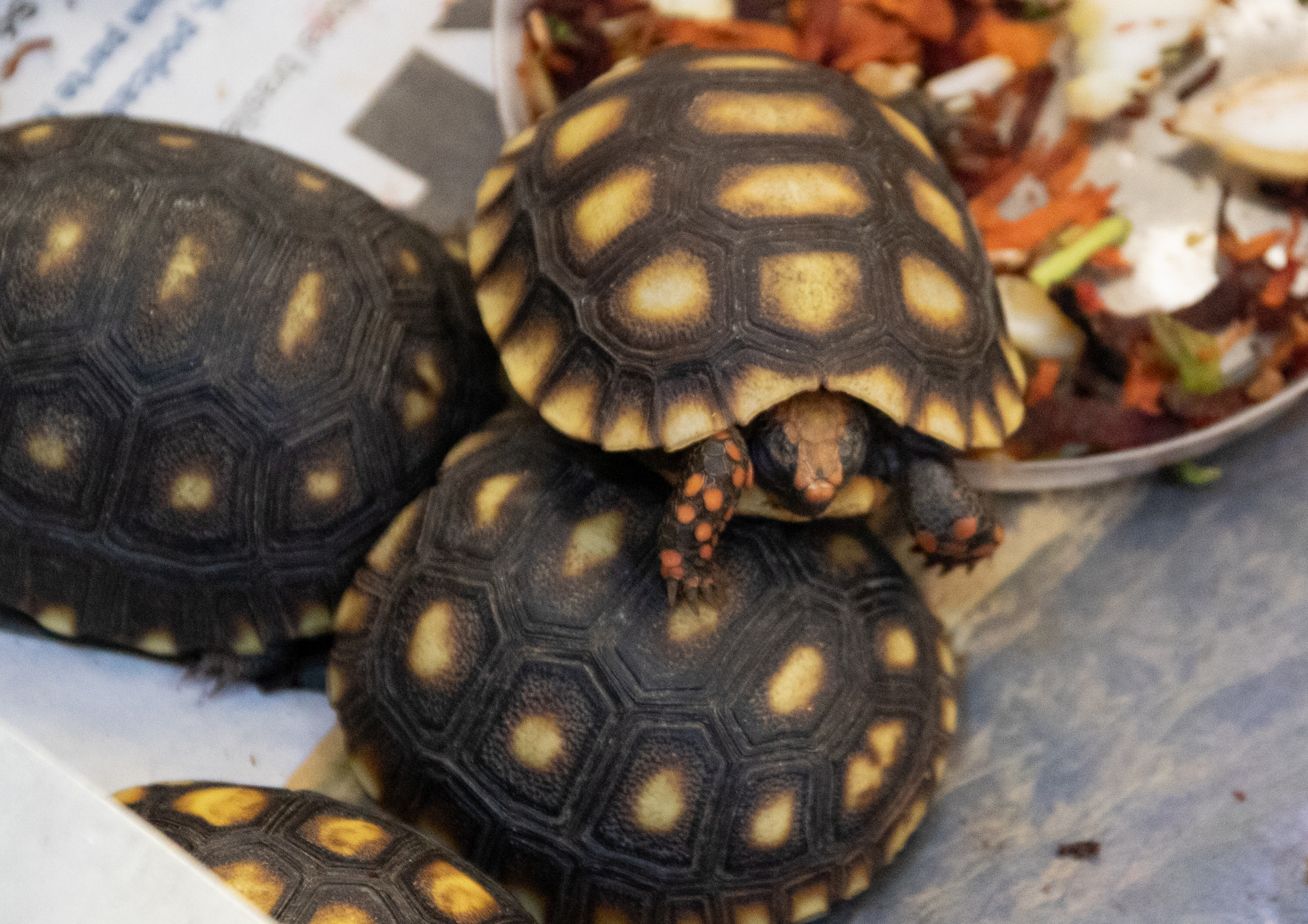 Jabutis resgatados no Instituto Vida Livre - &Eacute;rica Martin / Ag&ecirc;ncia O Dia