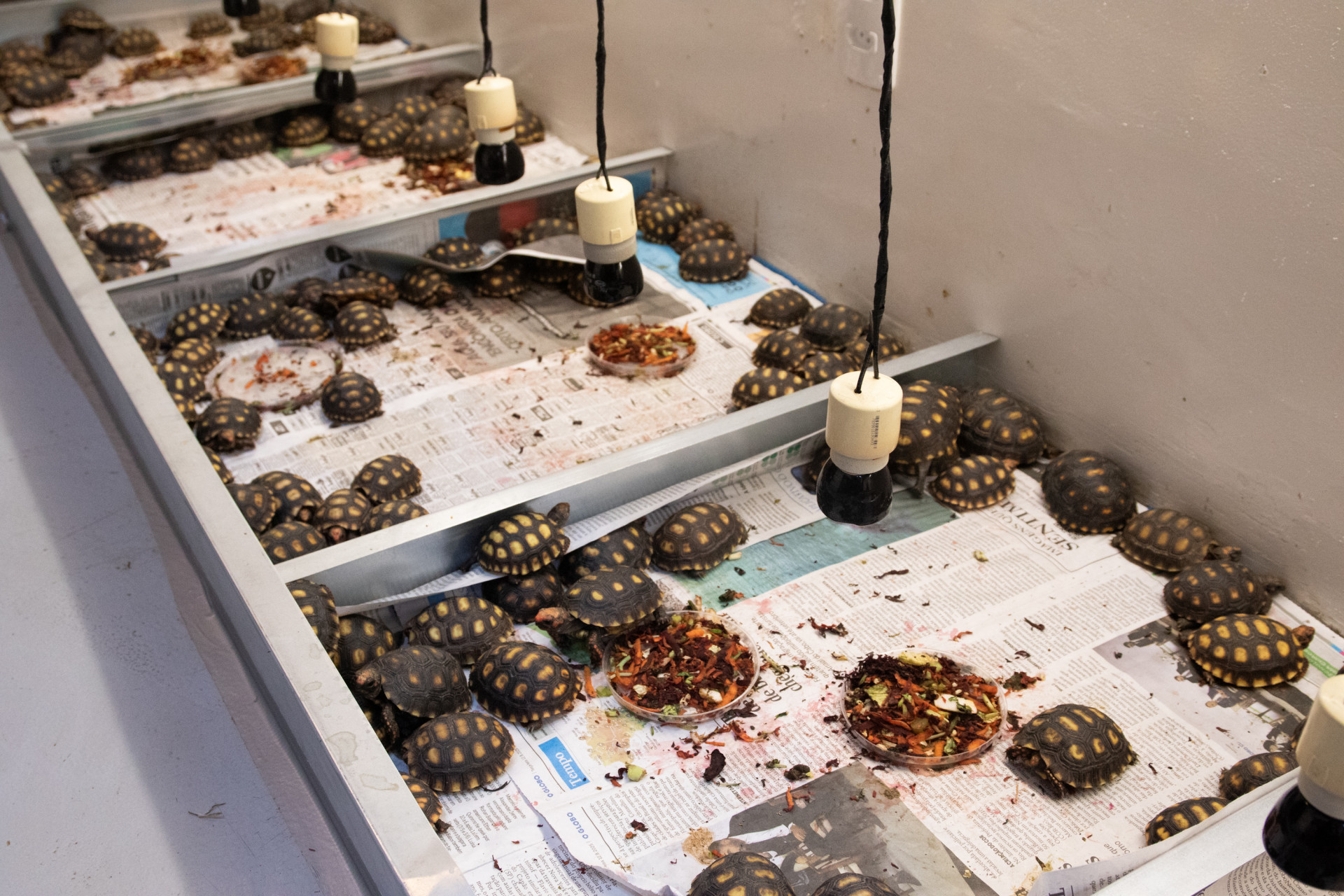 Instituto j&aacute; tratou jabutis que passaram dias na estrada dentro de uma mala - &Eacute;rica Martin / Ag&ecirc;ncia O Dia
