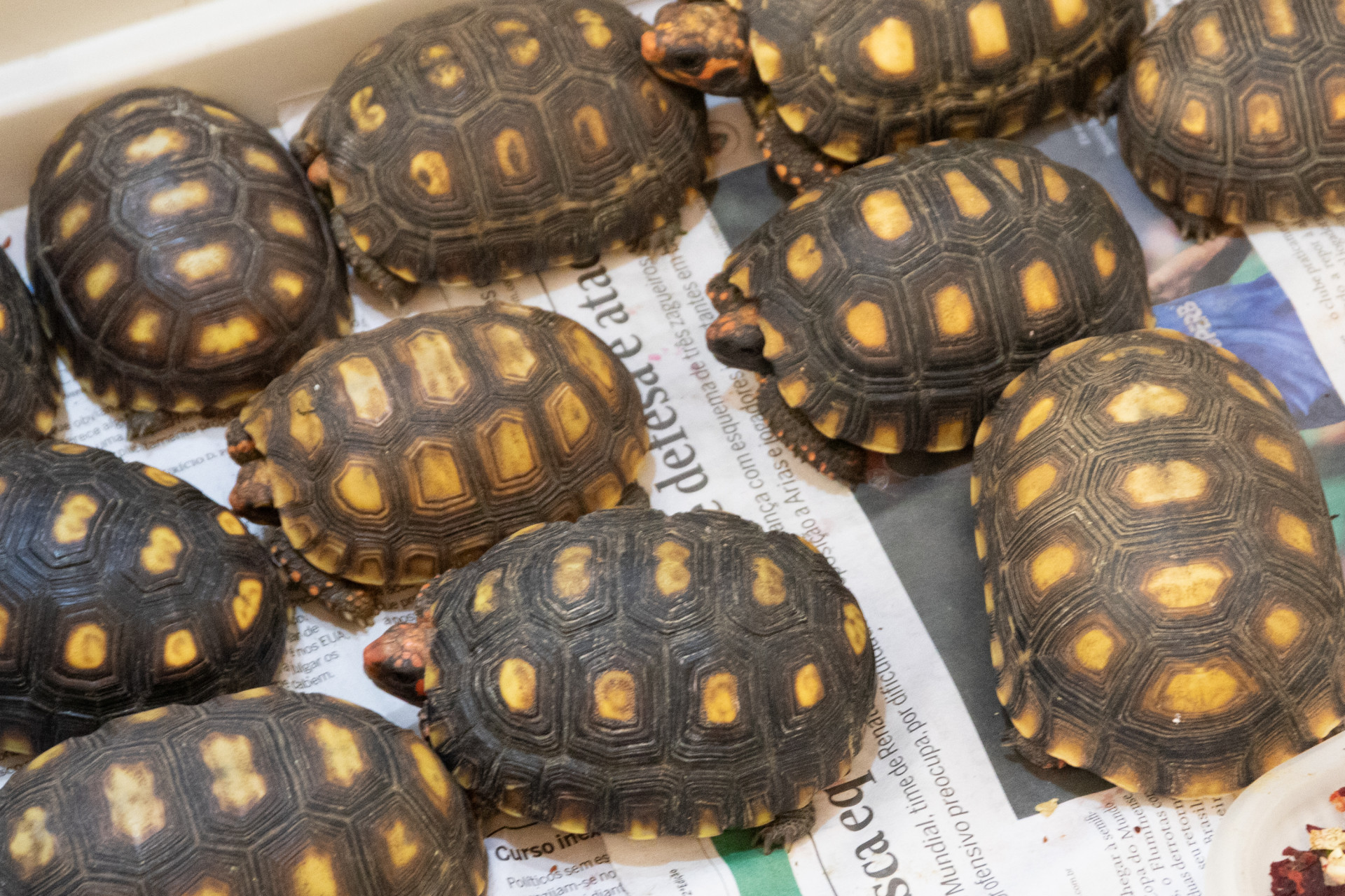 Instituto Vida Livre possui 10 &aacute;reas de soltura para readapta&ccedil;&atilde;o dos animais ao meio ambiente - &Eacute;rica Martin / Ag&ecirc;ncia O Dia
