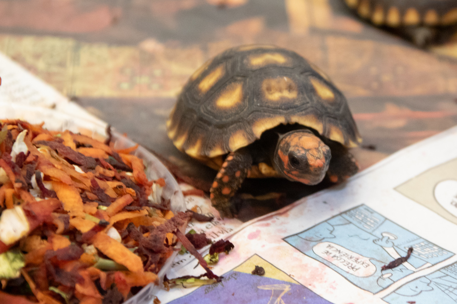 Jabuti ao lado de uma por&ccedil;&atilde;o de alimentos - &Eacute;rica Martin / Ag&ecirc;ncia O Dia