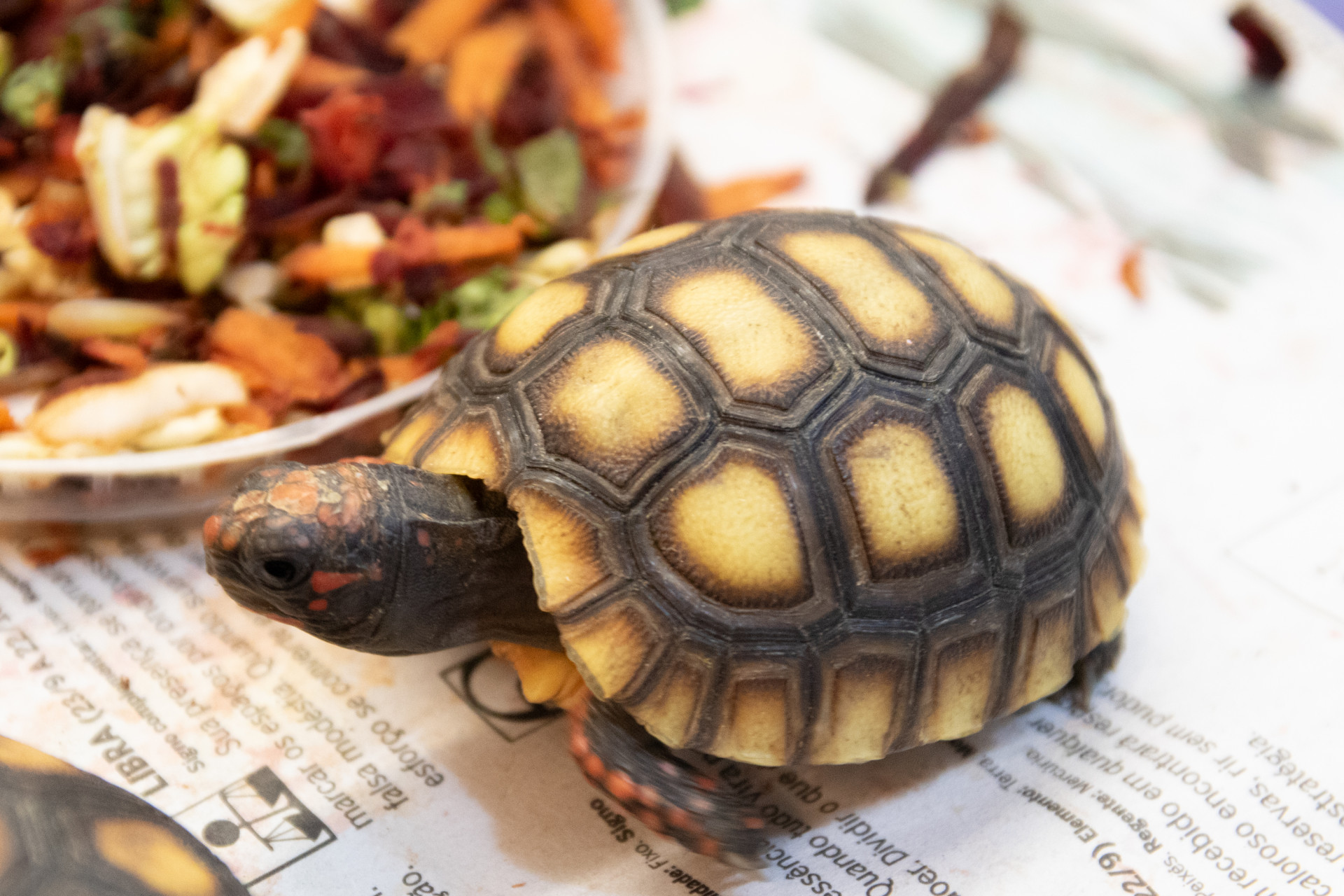 Instituto Vida livre completa 10 anos em 2025 - &Eacute;rica Martin / Ag&ecirc;ncia O Dia