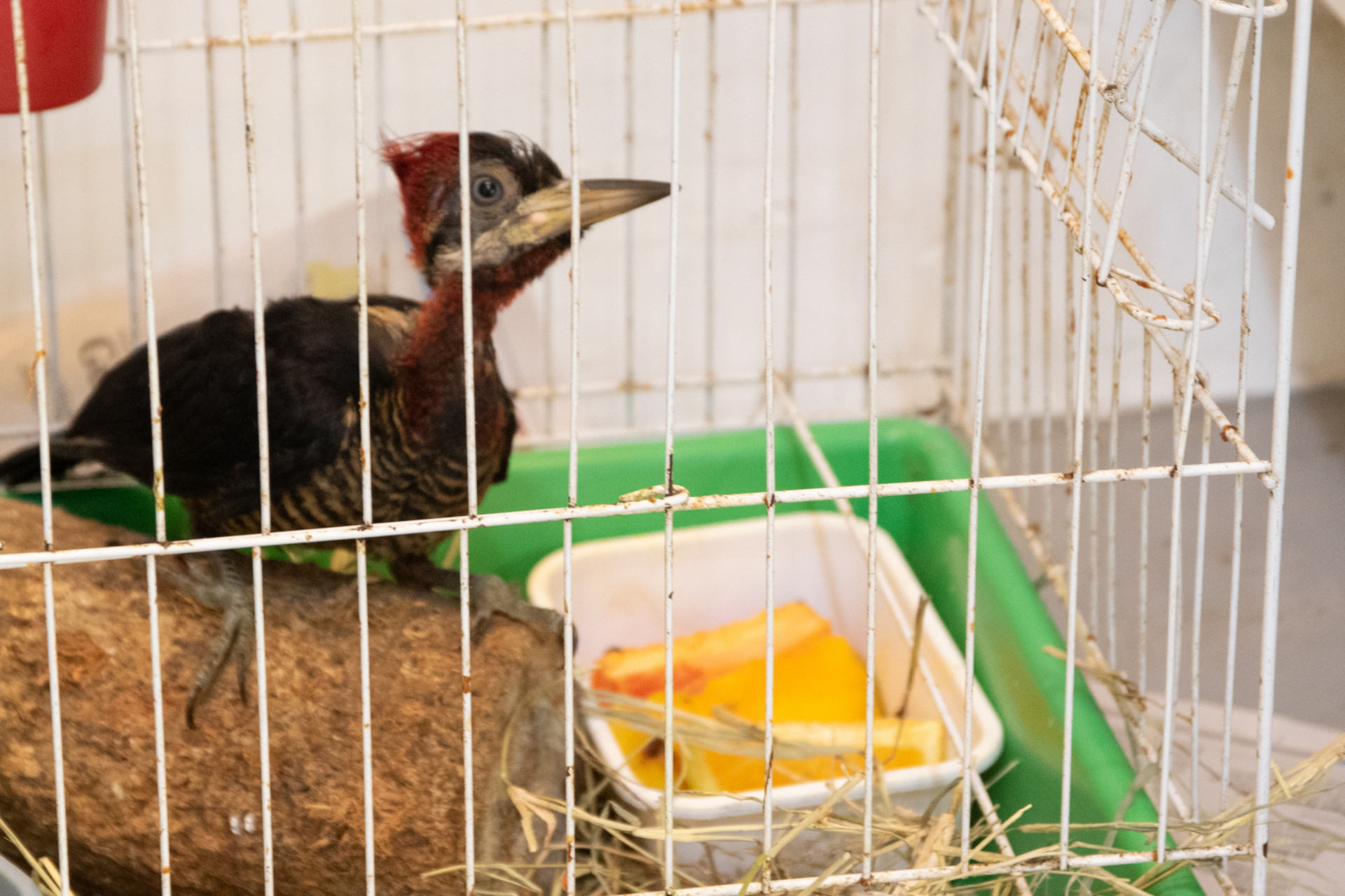 Instituto Vida Livre trabalha na recupera&ccedil;&atilde;o de diferentes esp&eacute;cies de p&aacute;ssaros - &Eacute;rica Martin / Ag&ecirc;ncia O Dia