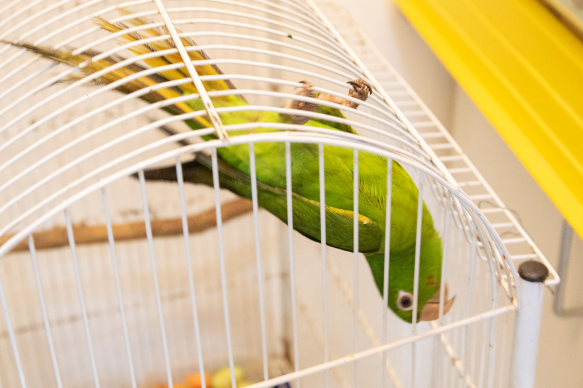 Papagaio em recupera&ccedil;&atilde;o no Instituto Vida Livre - &Eacute;rica Martin / Ag&ecirc;ncia O Dia