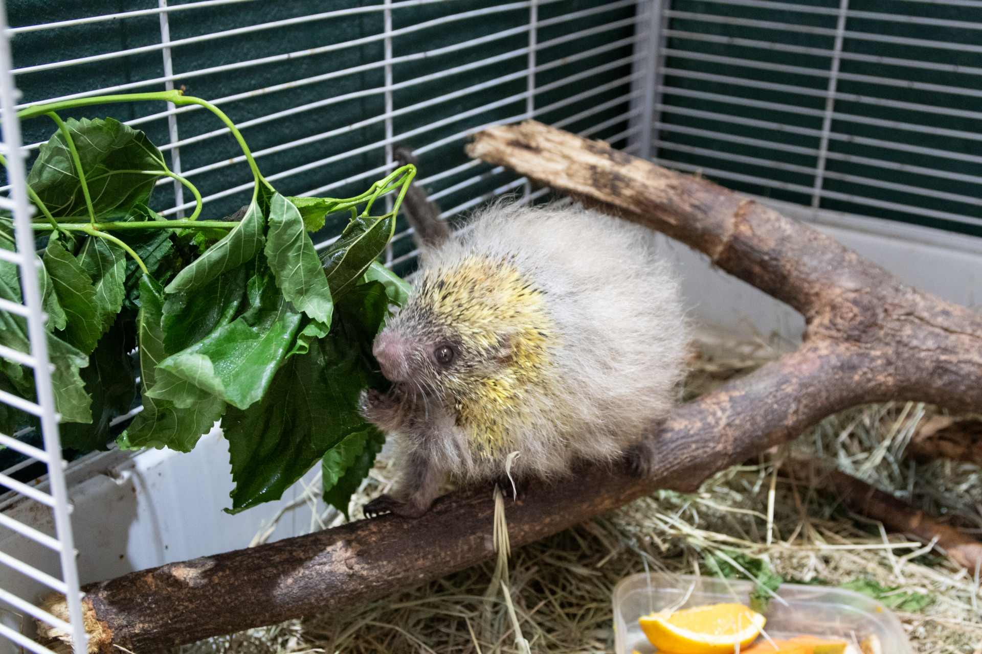 Instituto Vida Livre aposta na conscientiza&ccedil;&atilde;o para reduzir acidentes com animais silvestres - &Eacute;rica Martin / Ag&ecirc;ncia O Dia