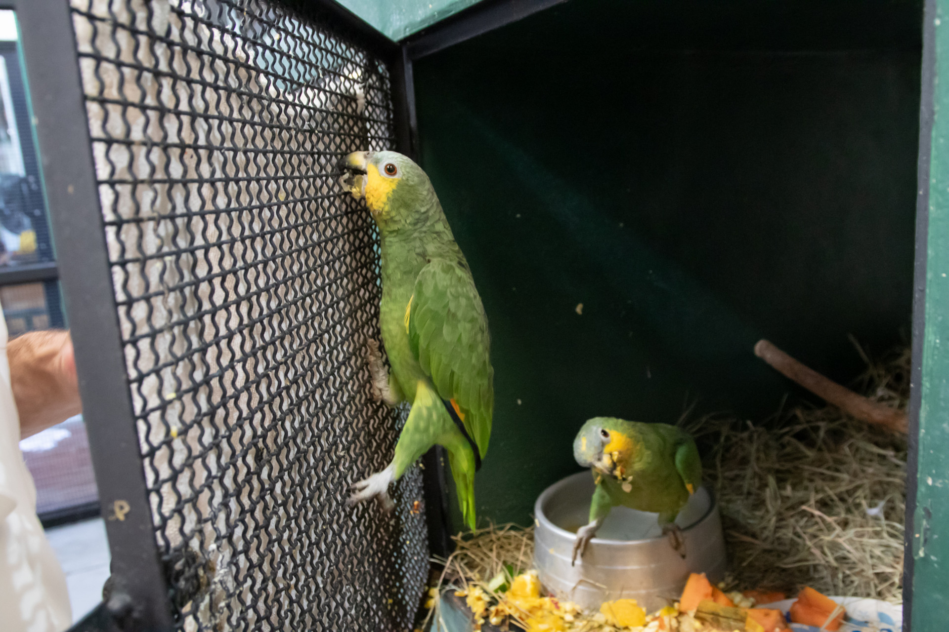 Instituto Vida Livre resgata diferentes esp&eacute;cies de aves e outros animais - &Eacute;rica Martin / Ag&ecirc;ncia O Dia