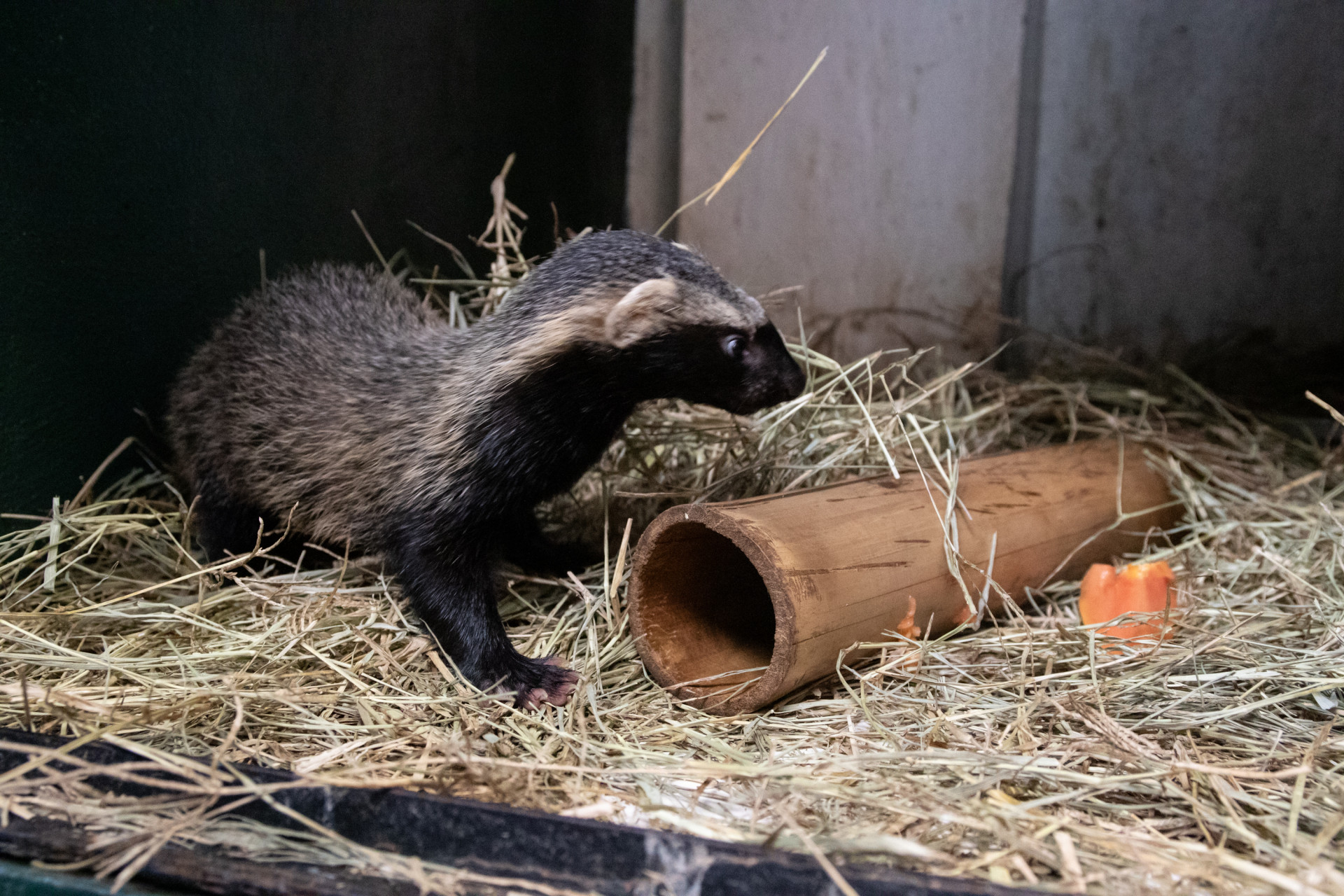 Sede do Instituto Vida Livre no Jardim Bot&acirc;nico conta com espa&ccedil;os para que animais possam descansar - &Eacute;rica Martin / Ag&ecirc;ncia O Dia