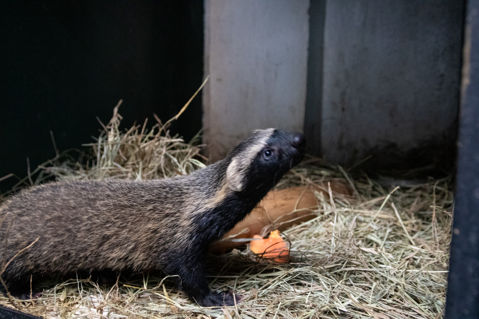Instituto Vida Livre atua na recupera&ccedil;&atilde;o de animais silvestres feridos - &Eacute;rica Martin / Ag&ecirc;ncia O Dia