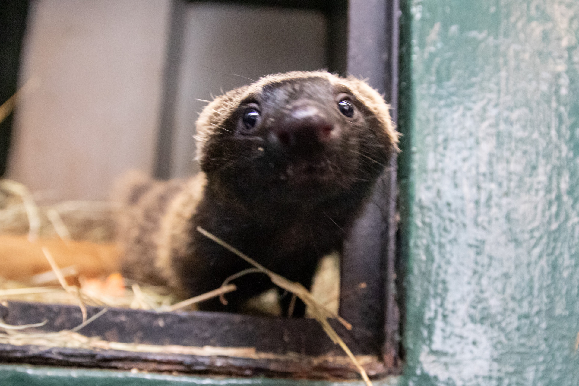 Beleza dos animais resgatados chama aten&ccedil;&atilde;o no Instituto Vida Livre - &Eacute;rica Martin / Ag&ecirc;ncia O Dia