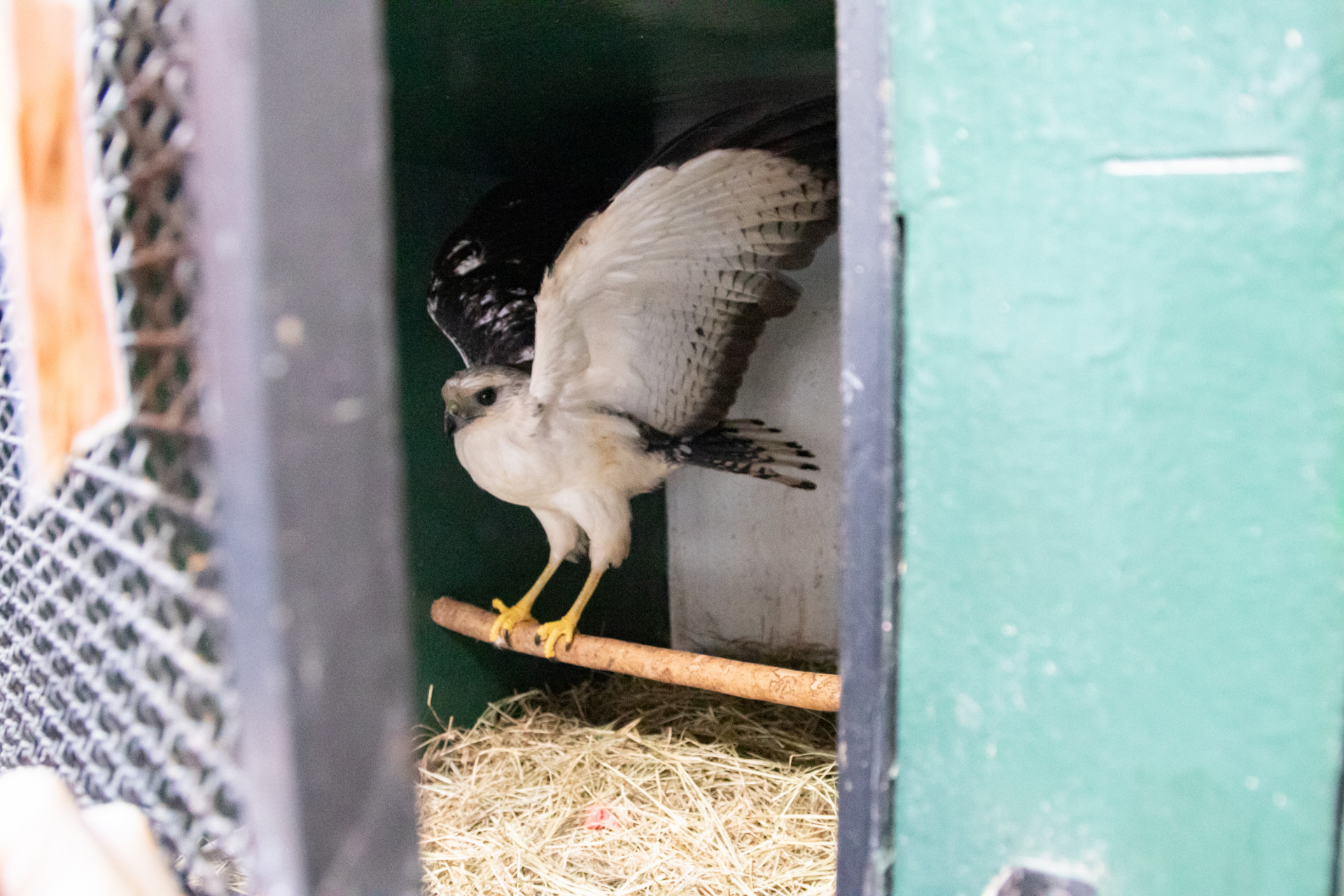 Instituto Vida Livre lida com desafios di&aacute;rios no tratamento de animais silvestres - &Eacute;rica Martin / Ag&ecirc;ncia O Dia