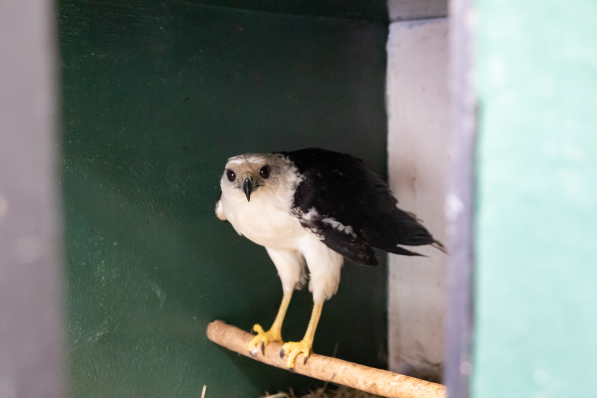 Ave de rapina resgatada e tratada pelo Instituto Vida Livre - &Eacute;rica Martin / Ag&ecirc;ncia O Dia