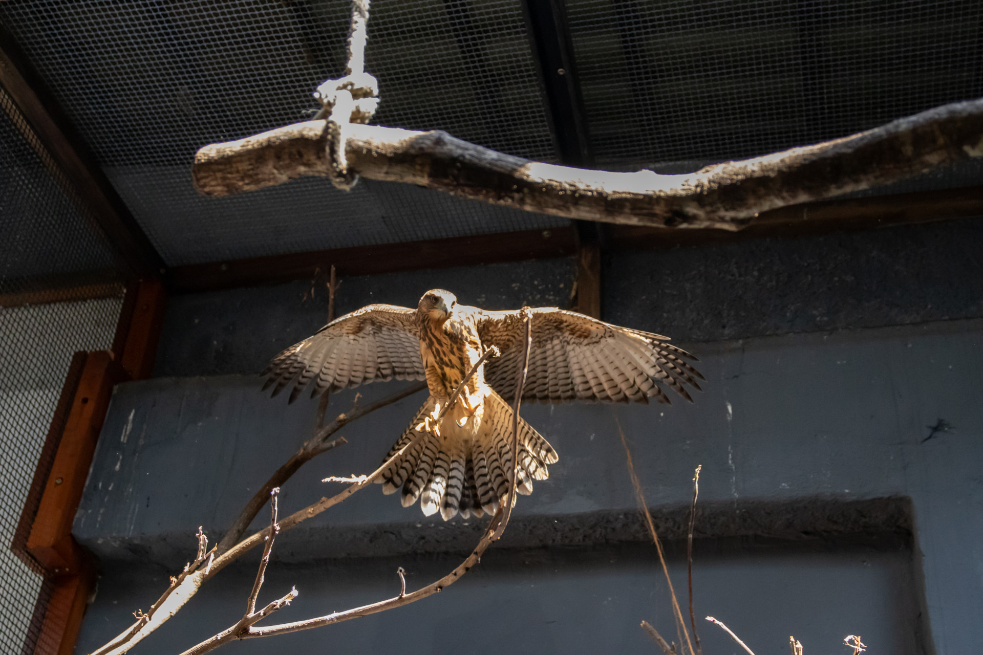 Ave de rapina que est&aacute; sendo cuidada no Instituto Vida Livre - &Eacute;rica Martin / Ag&ecirc;ncia O Dia