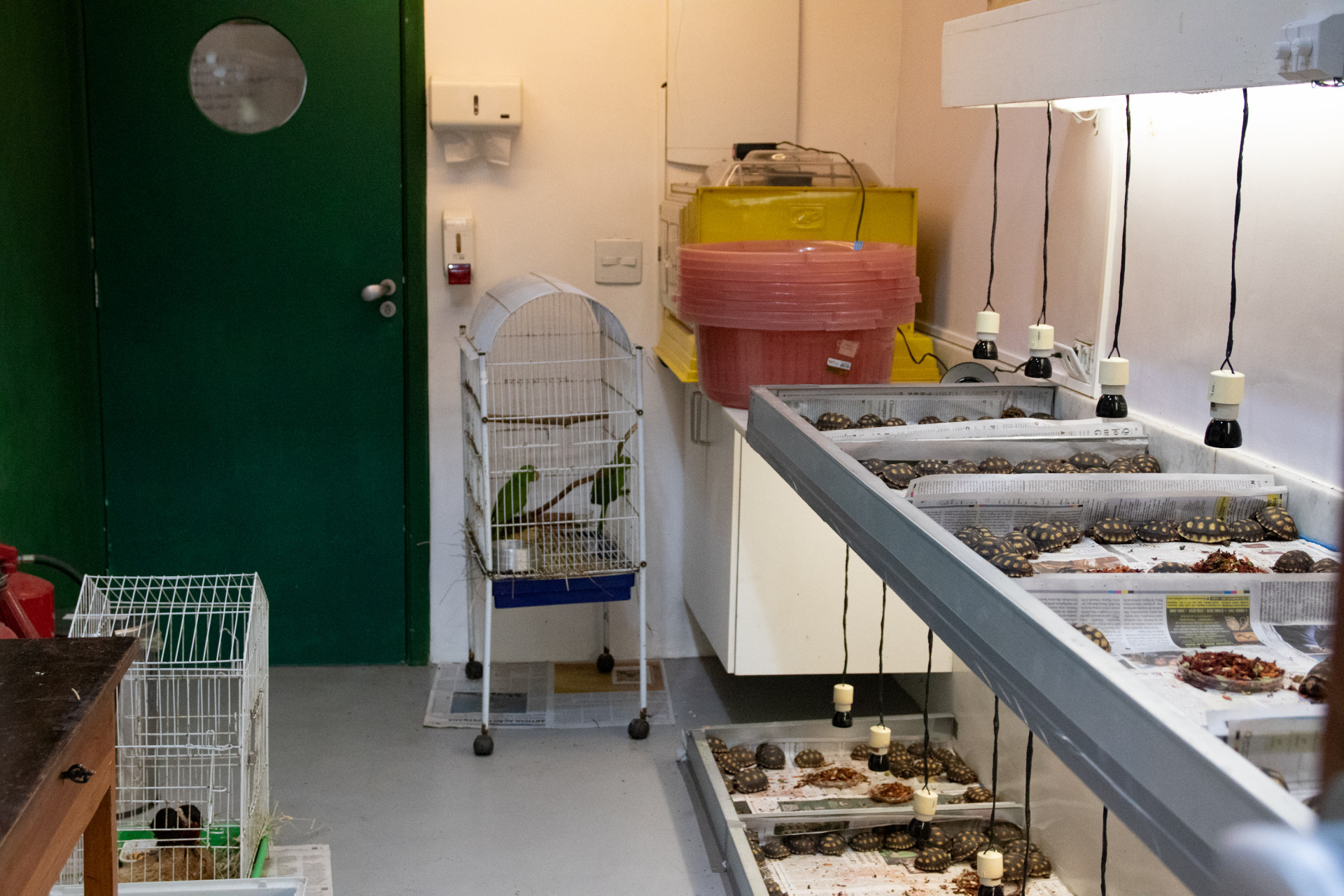 Instituto Vida Livre conta com equipamentos para o tratamento dos animais silvestres - &Eacute;rica Martin / Ag&ecirc;ncia O Dia