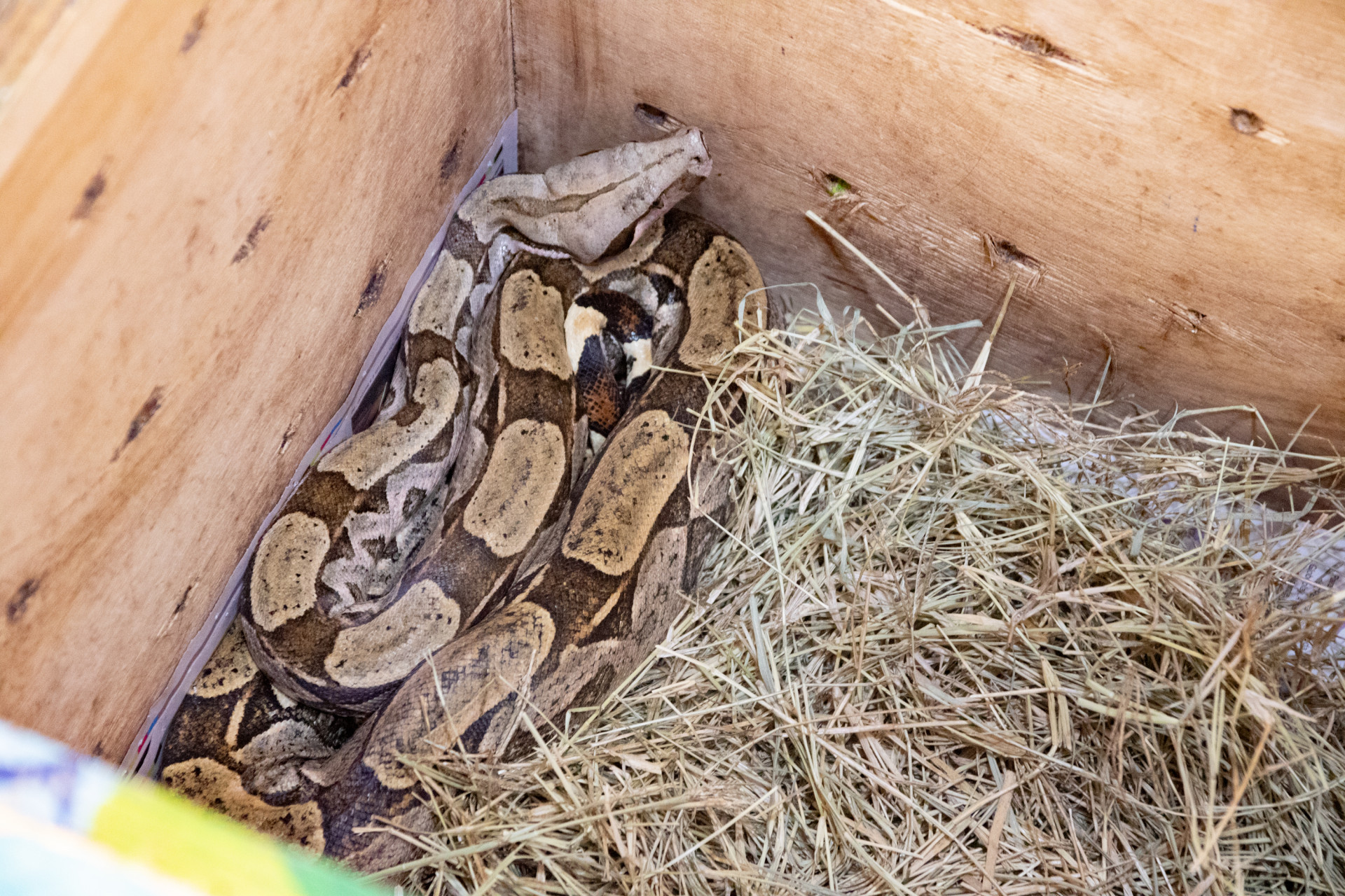 Cobra est&aacute; recebendo tratamento do Instituto Vida Livre - &Eacute;rica Martin / Ag&ecirc;ncia O Dia