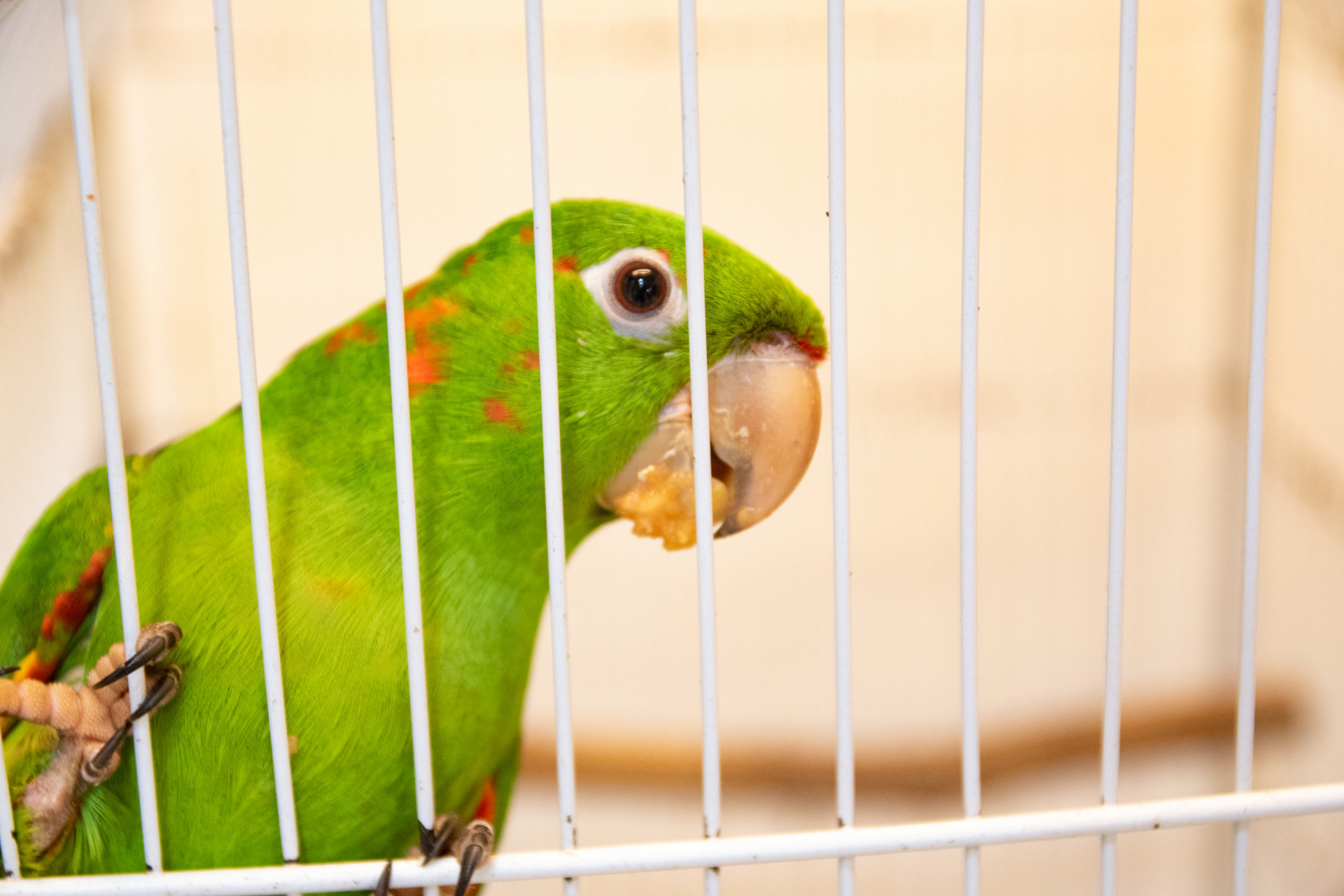 Instituto Vida Livre atua com &aacute;reas de soltura espalhadas pelo estado do Rio - &Eacute;rica Martin / Ag&ecirc;ncia O Dia