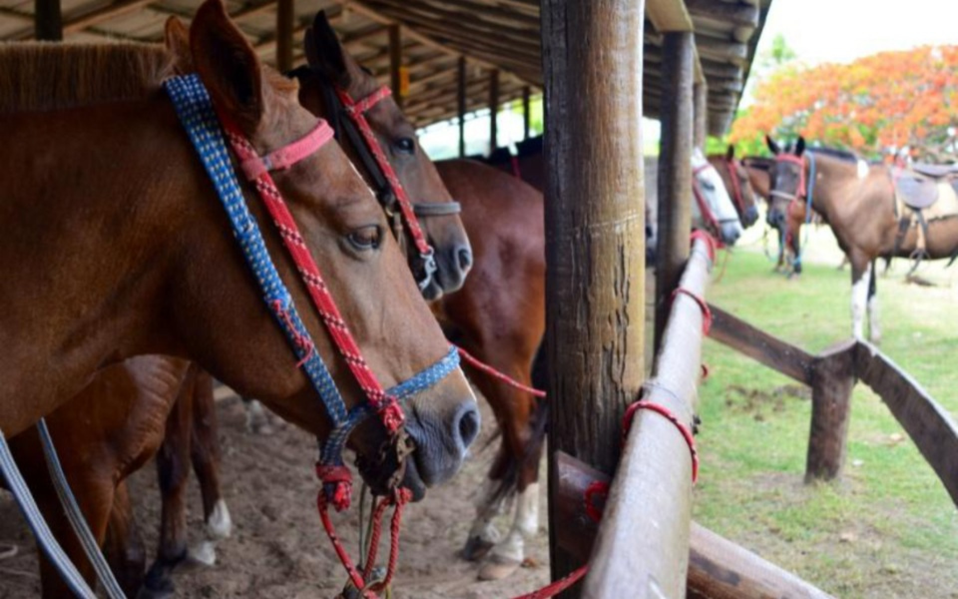 Cavaleiros e pilotos do Velocross prometem agitar a tradi&ccedil;&atilde;o e a adrenalina em C&oacute;rrego do Ouro - Foto: Ilustra&ccedil;&atilde;o