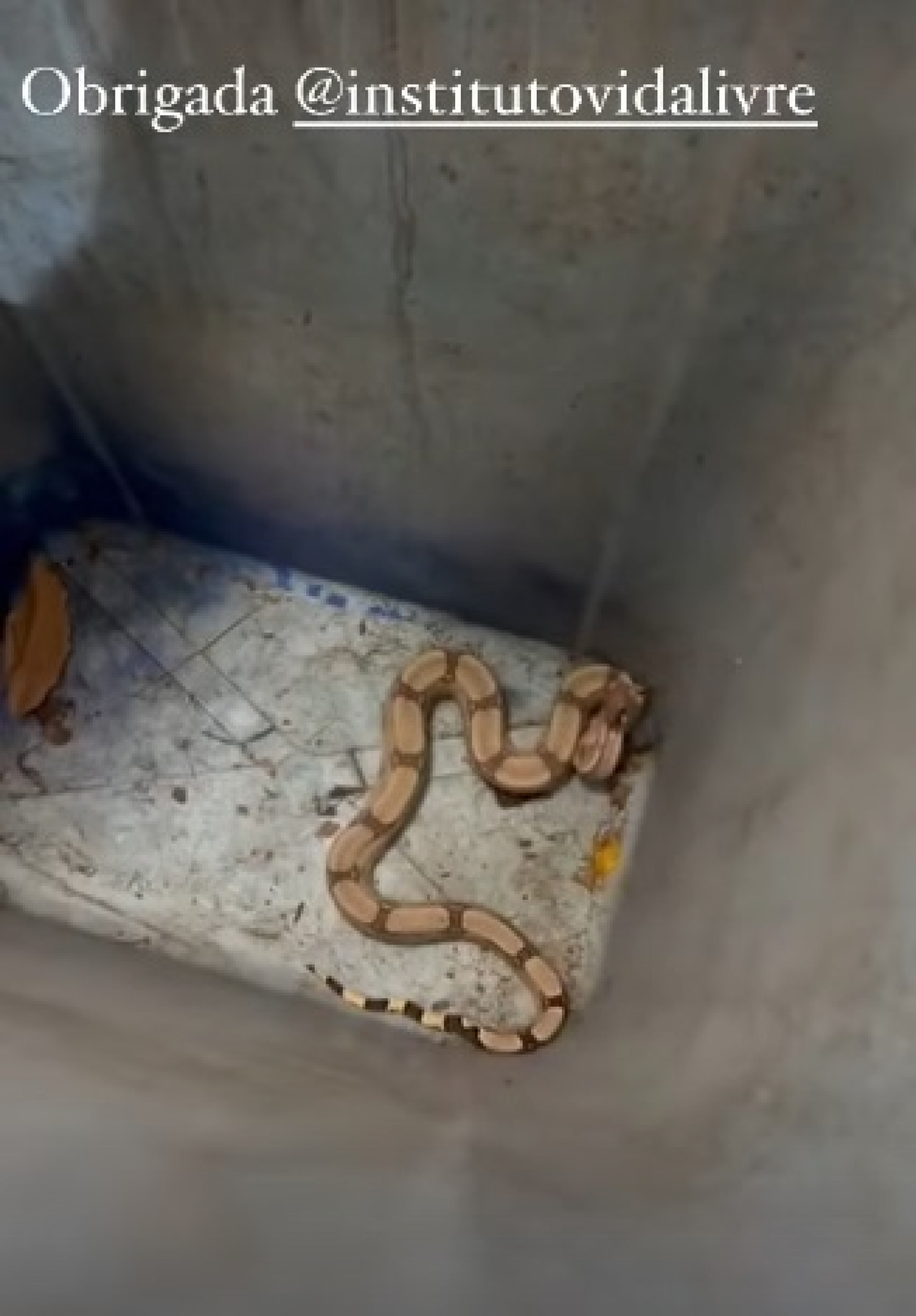 Cobra encontrada por Tatá Werneck  - Reprodução/Instagram 