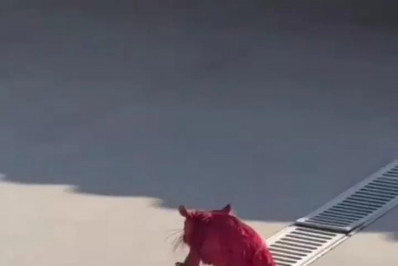 Moradores de Búzios jogam água para ajudar gambá que caiu em lata de tinta