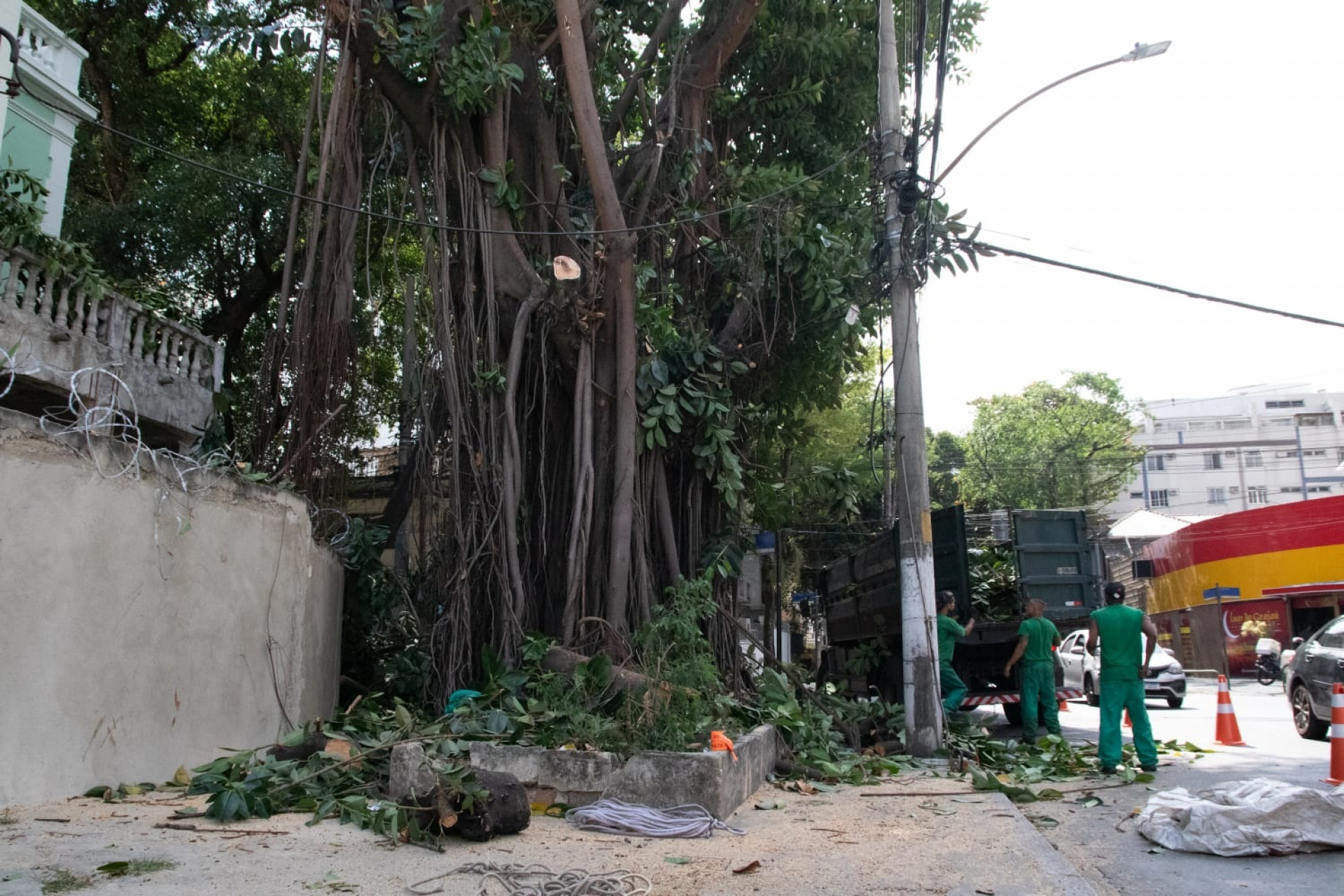 Equipe a serviço da Fundação Parques e Jardins removeram a ficus neste domingo - Érica Martin/Agência O Dia