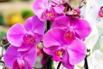 Shopping Pátio Alcântara recebe feira de flores em parceria com o Orquidário Pé da Serra