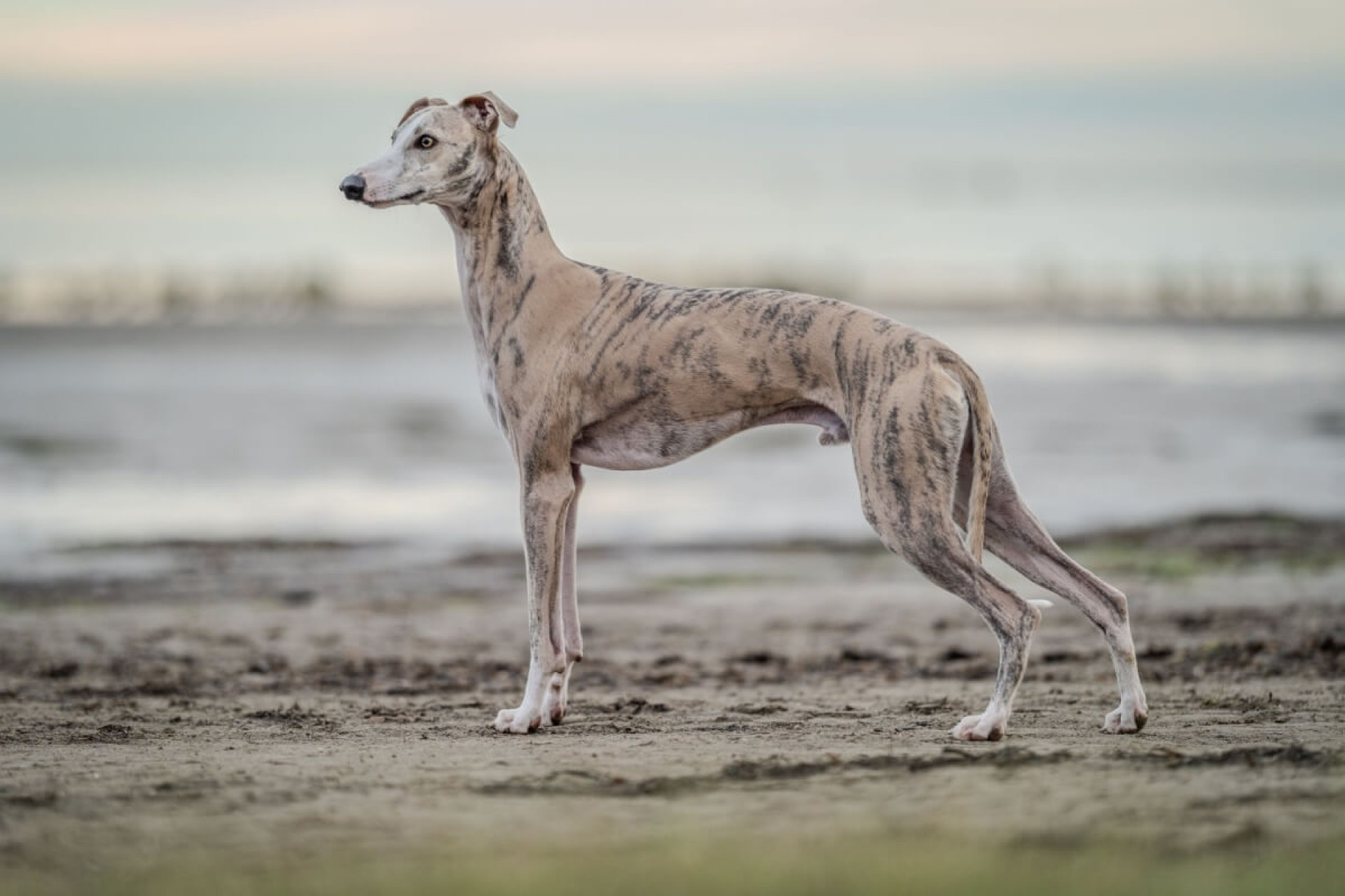 Os cachorros da ra&ccedil;a whippet conquistaram os lares com seu comportamento fiel, equilibrado e extremamente afetuoso (Imagem: Anton Pentegov | Shutterstock)