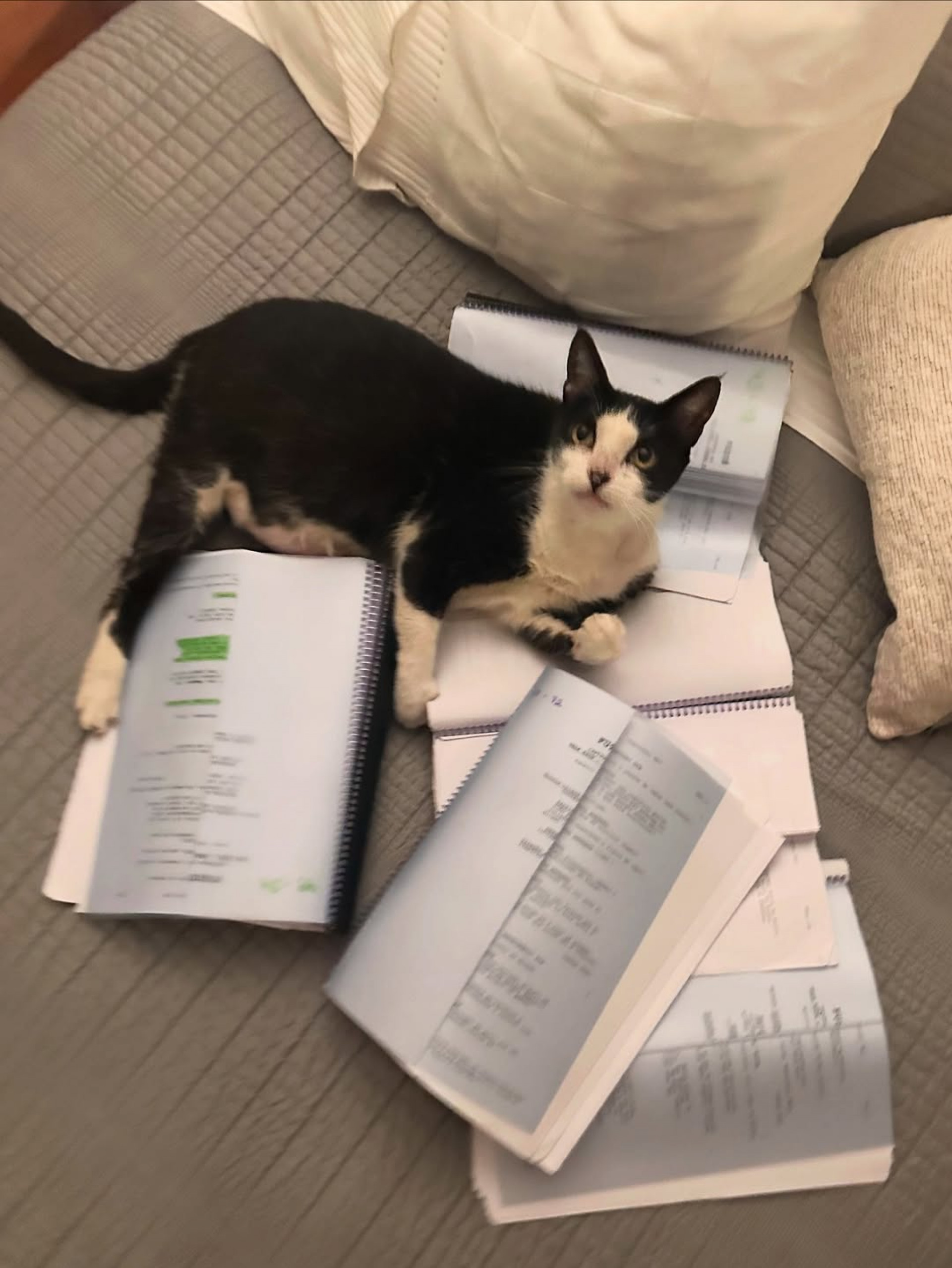 Animal de estimação da atriz sumiu no fim de semana  - Reprodução/Instagram 