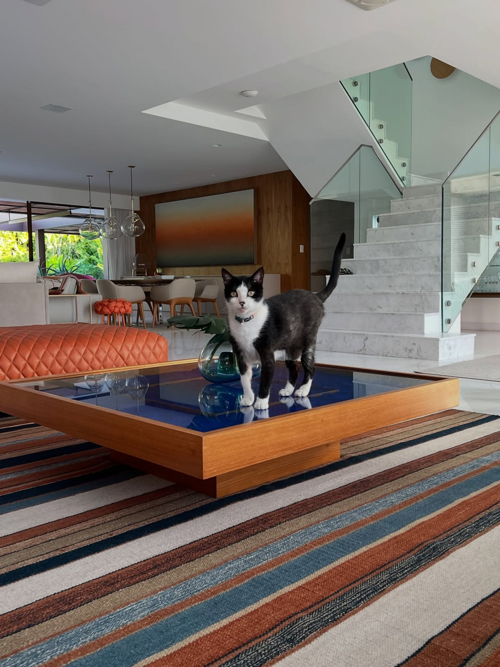 Gato João, de 10 anos, foi encontrado por Marina Ruy Barbosa  - Reprodução/Instagram 