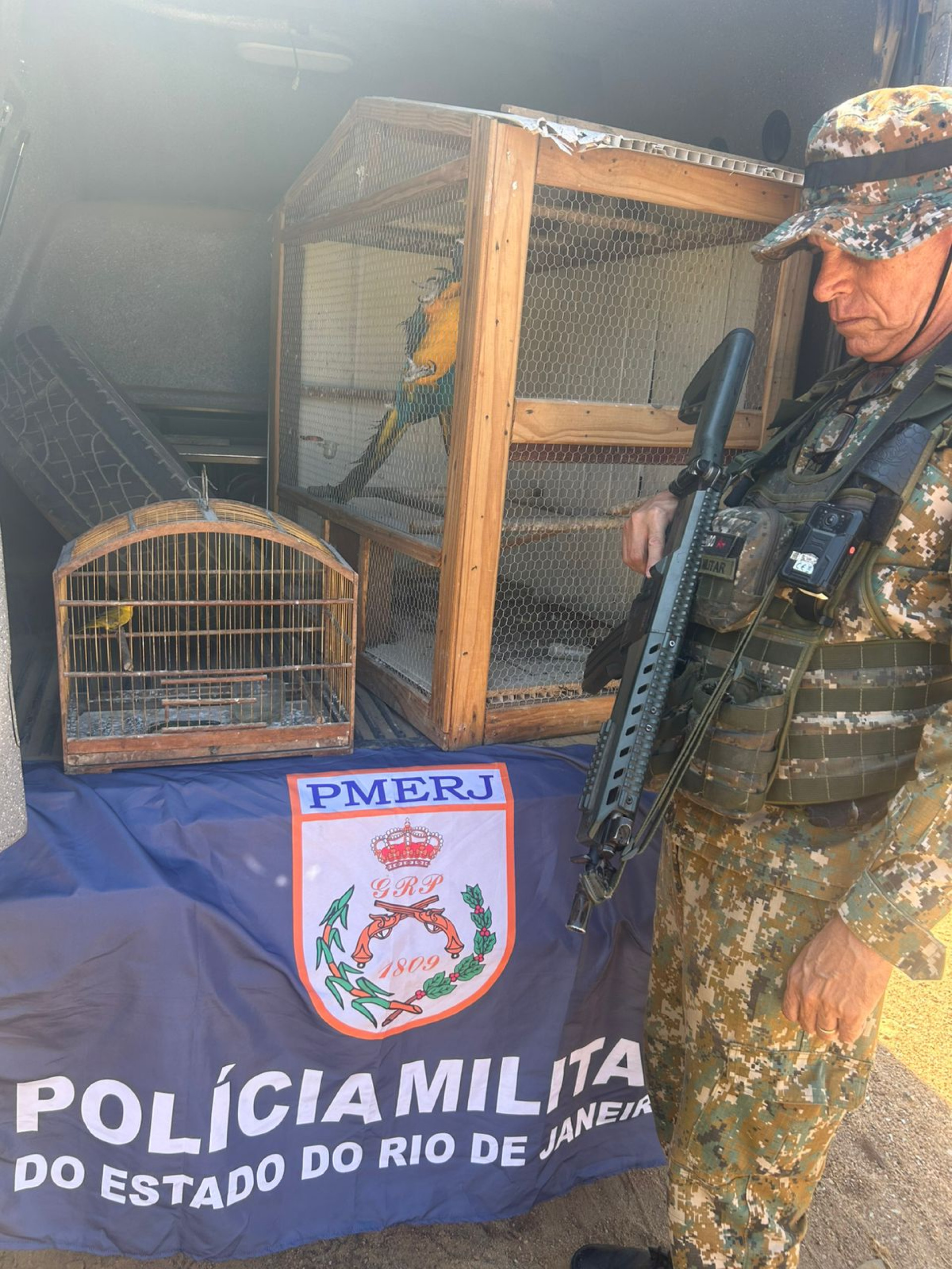 Canário-da-terra - Ascom