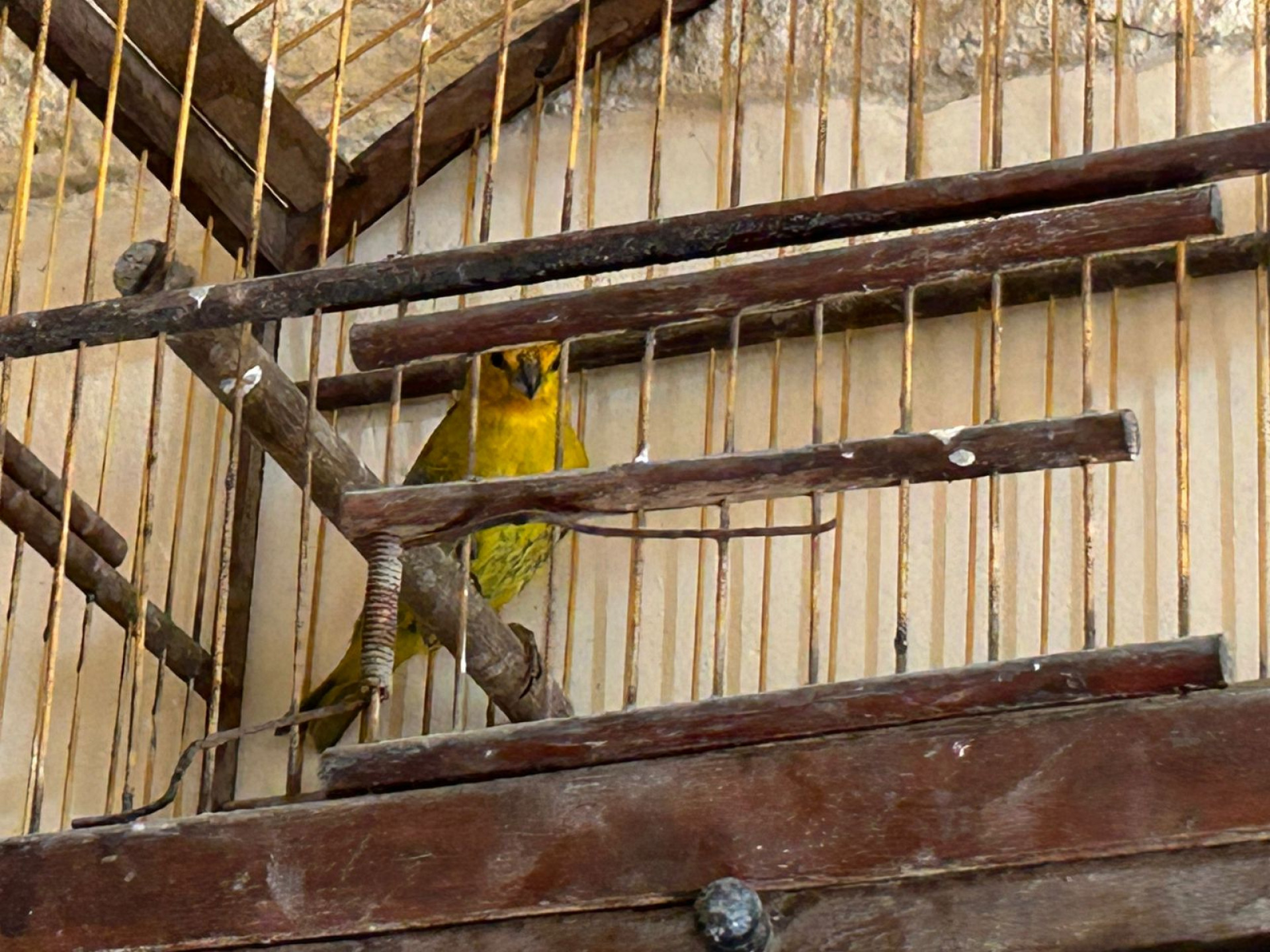 Canário-da-terra - Ascom