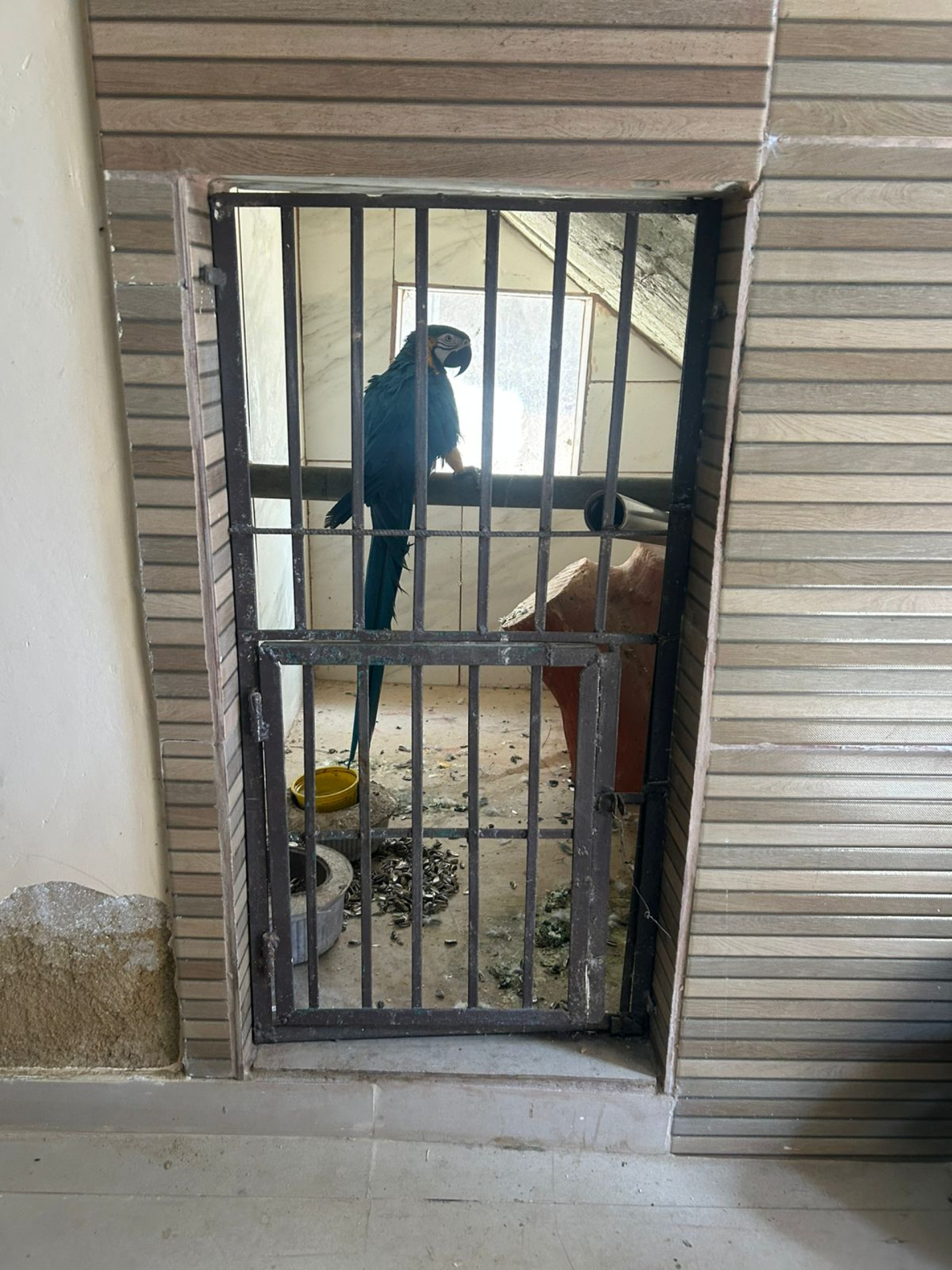 Arara azul e amarela - Ascom