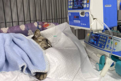 Idoso é indiciado por matar gata por asfixia