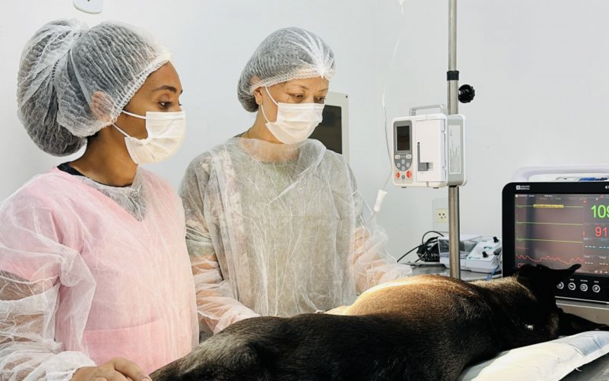 Programa de Saúde Animal dobra atendimentos