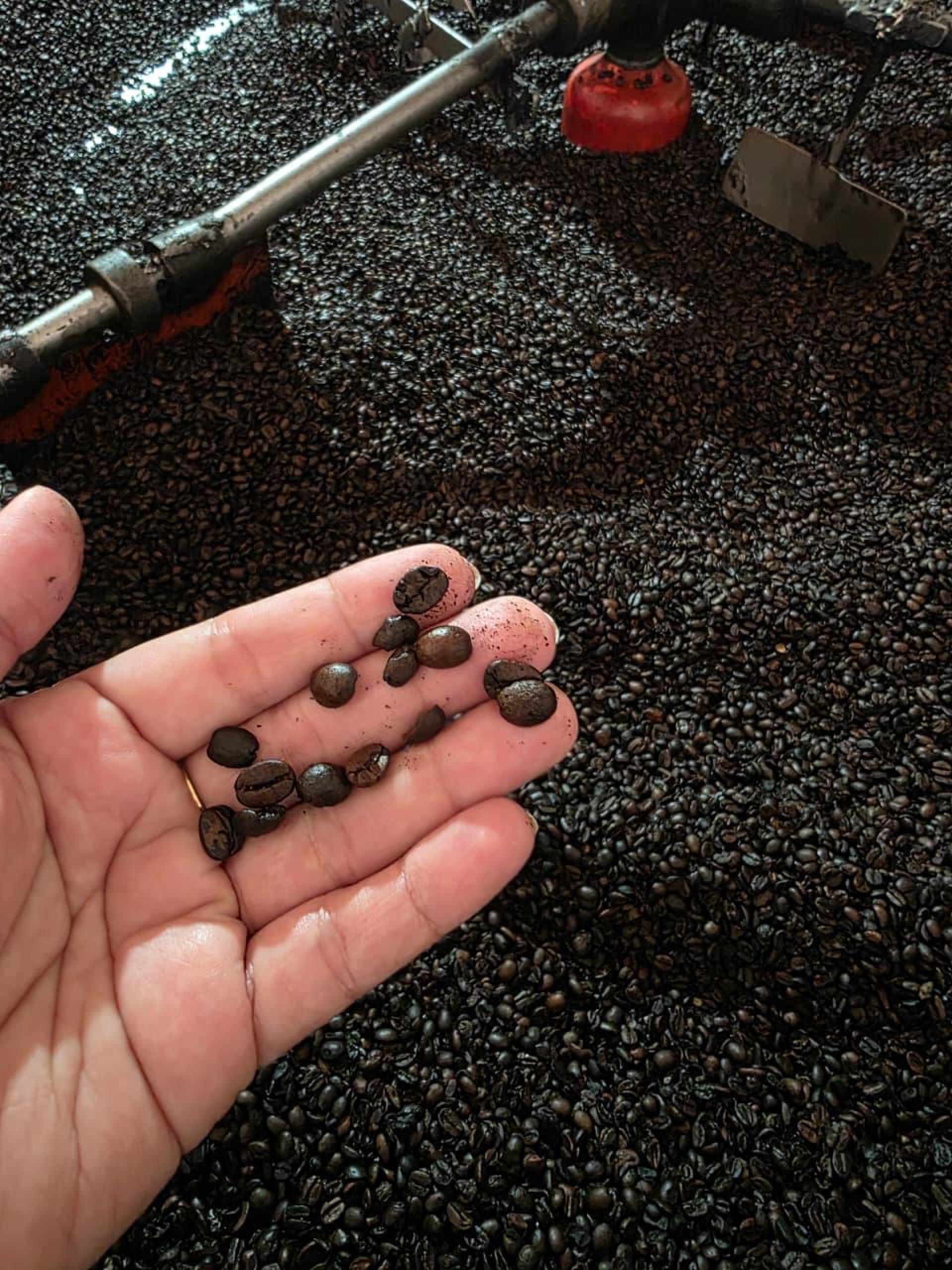 Cerca de três toneladas de café apreendidos passarão por análise na ABIC - Divulgação