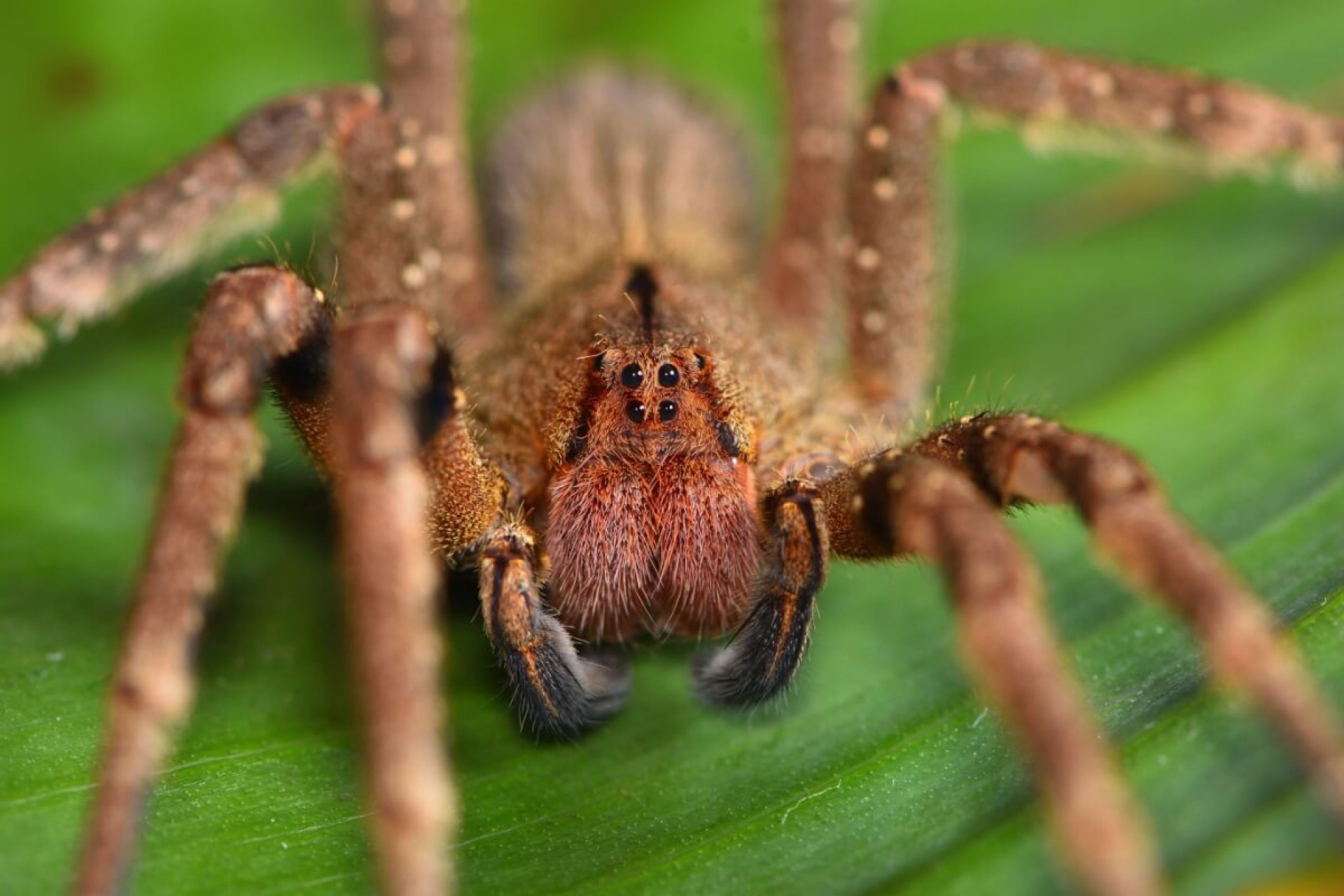 Os animais invertebrados podem ser encontrados em praticamente todos os ecossistemas (Imagem: Tobias Hauke | Shutterstock)