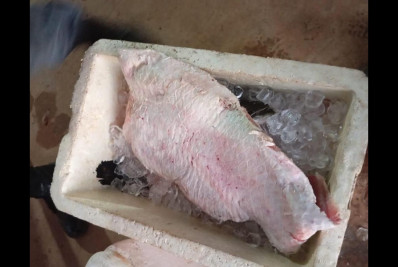 Homem é preso com 77 kg de pescado ilegal e carne de jacaré