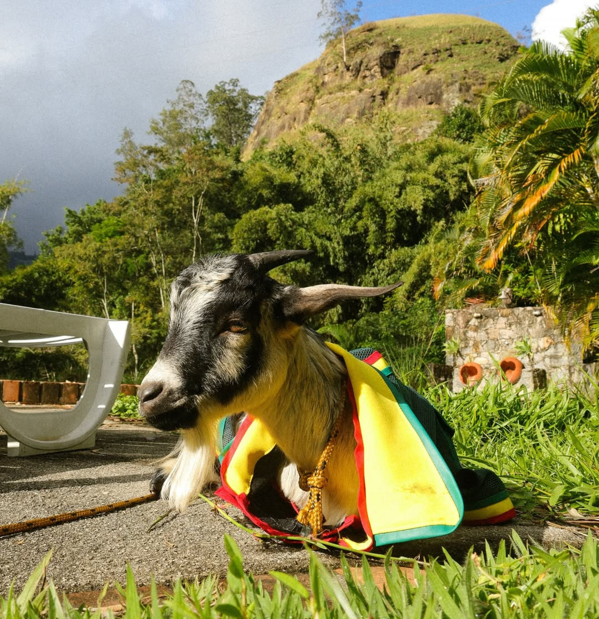 MC Cabelinho adota bode - Reprodução / Instagram