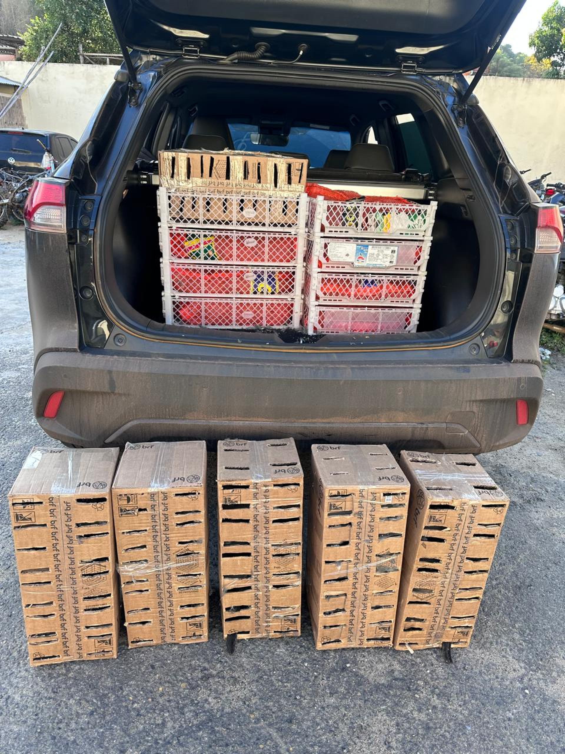 Aves silvestres foram encontradas em caixas de papelão e sacos plásticos, em Três Rios 